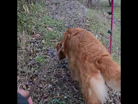 うっすら白くなった里山の景色とゴールデンレトリバー サムネイル