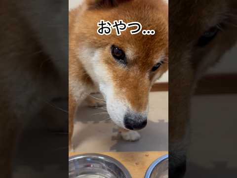 ’26.9.5 力丸も食欲の秋です… 柴犬 柴犬のいる暮らし 柴犬の日常 shibainu 食べる犬 水を飲む犬 力丸