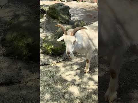 shorts ヤギさん　大森山動物園　IMG 3999