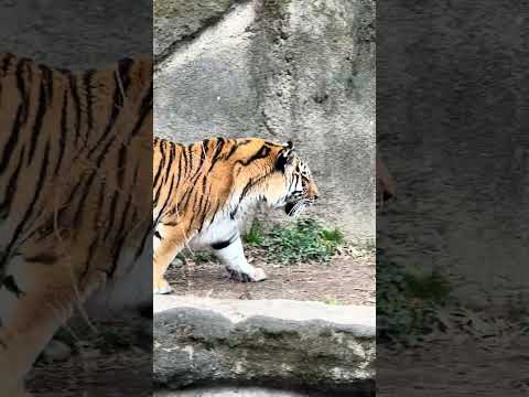 shorts サーシャの日　5歳の誕生日イベント　アムールトラ🐯　浜松市動物園　2026年2月14日　IMG 8509 サムネイル