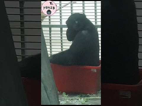 Ringo's bucket car🤣 gorilla taipeizoo 金剛猩猩 台北市立動物園 cuteanim… サムネイル