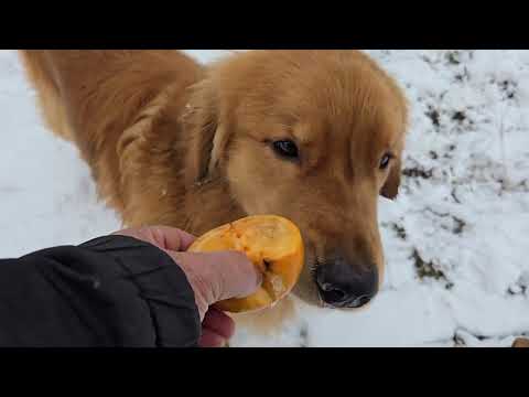息子の柿は母の物？　雪の中で食べるおやつは柿。ゴールデンレトリバー goldenretriever 大型犬のいる生活… サムネイル