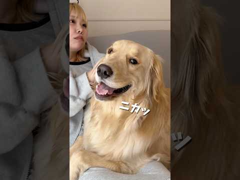 いつもなでるとニコッとしてくれます(*  ˊ꒳ˋ*)🐾ゴールデンレトリバー 犬と2人暮らし