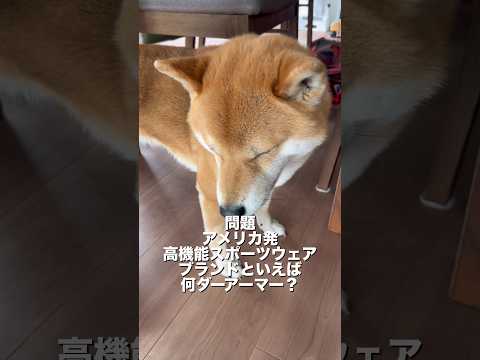 柴犬とん君、着衣系は、着るのも答えるのも苦手なのか？😆　柴犬　柴犬とん