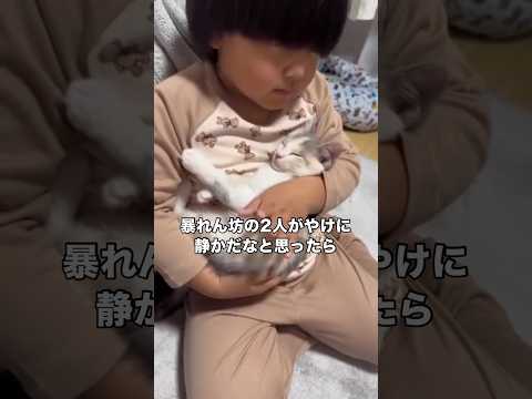 家の中でいつも暴れ回ってる2匹がやけに大人しいなと様子を見に行ったら 子猫 保護猫 赤ちゃん猫 猫と子ども
