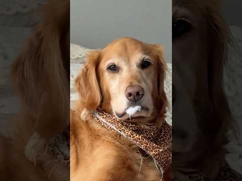 coming home to my golden retriever🥵goldenretreivers dog pup… サムネイル