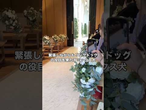 私たちの結婚式でリングドッグを大成功させてくれたポメピン ポメラニアン ミニチュアピンシャー リングドッグ ミックス犬 サムネイル