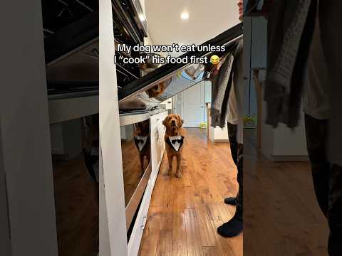 My dog refuses to eat unless I do ALL of this.. サムネイル