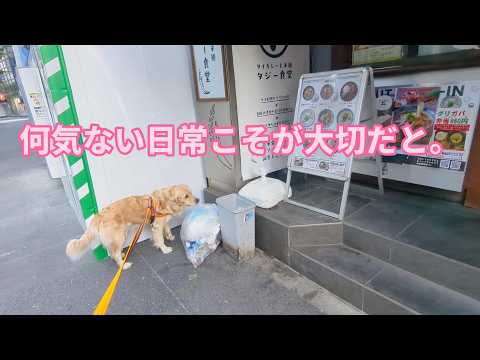 何気ない日常が大切。ゴールデンレトリバーティト サムネイル