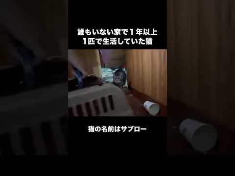 人のいない真っ暗な家で１年以上1匹で生き抜いた子猫の保護に向かいました 保護猫 野良猫 子猫 shorts サムネイル