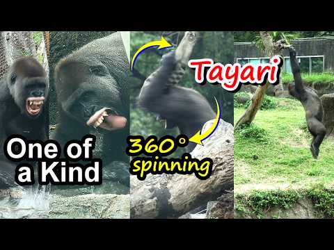 Amasing Tayari burst of energy, Ringo slap D'jeeco's face,T… サムネイル