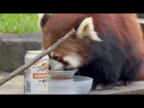 待ってました😋っとビール風飲み物へ ひなたくん🤭　日替わり特別イベント レッサーパンダのバーベキューさ、あべ！(午後)… サムネイル