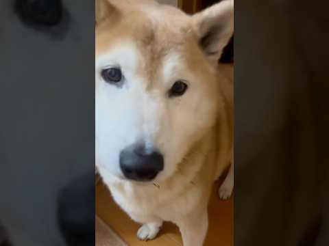 柴犬福 可愛く鳴いたら案の定姉が来てしまい萎える柴犬🤣Sis and Shiba🤣姉と柴 shorts funny 柴… サムネイル