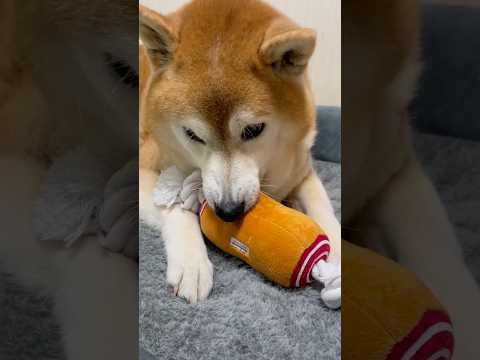 柴犬福 姉との散歩にテンションが上がりおもちゃで遊んでいたがすぐ飽きる柴犬🤣Sis and Shiba🤣姉と柴 sho… サムネイル