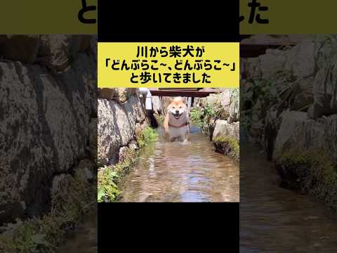 川から柴犬が「どんぶらこ~、どんぶらこ~」と歩いてきました 柴犬 shibainu  shorts 豆シヴァわらび サムネイル
