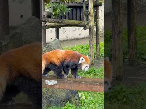 shorts 今日は涼しいので よく動くケンシンくん レッサーパンダ 大森山動物園 2026年9月20日