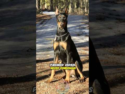 Purebred vs Mixed Doberman — What Really Changes shorts dog… サムネイル