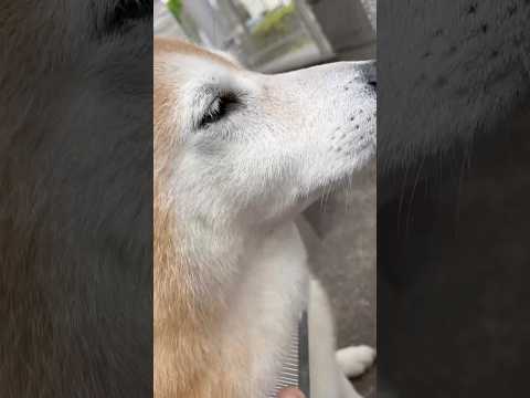 柴犬福 毛取り中の柴犬、至近距離ver.🤣Shiba-Hair🤣shorts 柴犬 shibainu japanese… サムネイル