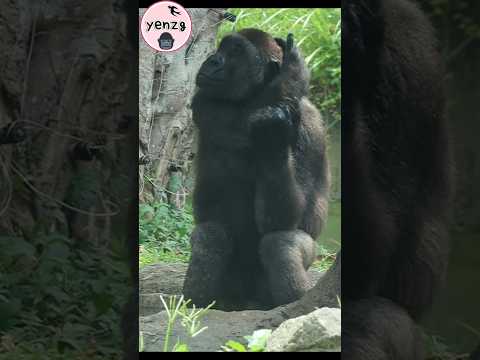 Handsome Jabali💦🥰 gorilla taipeizoo 金剛猩猩 台北市立動物園 funnyanima… サムネイル