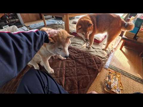 2026年4月21日(火) 柴犬はおいもポップが3本入という事を知っています 3-2＝1 サムネイル