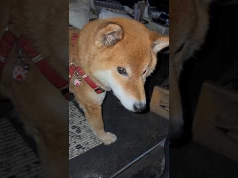 ’26.3.27 力丸のお留守番が続いた訳… 柴犬 shibainu 柴犬のいる暮らし 柴犬の日常 車中泊犬 力丸 サムネイル