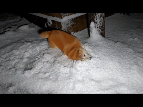 寝る間のワイルド洗顔をかかさない柴犬 サムネイル