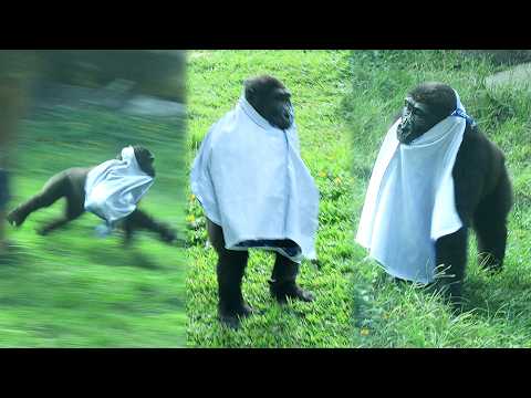 Ringo looks gorgeous with new cloth, Hilarious Tayari,Jabal…