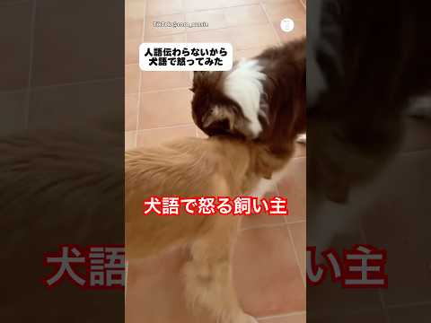 人語伝わらないから犬語で怒る飼い主😂　　　　オーストラリアンシェパード ゴールデンレトリバー 大型犬　犬　犬のいる暮らし