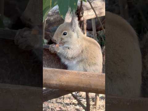 shorts モグモグ　ニホンリス　神戸どうぶつ王国　2025年12月29日 サムネイル