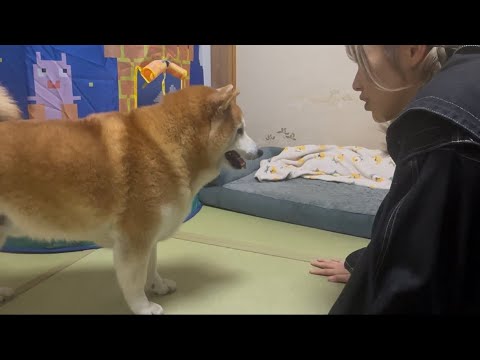 柴犬福 姉から逃げた柴犬🤣Sister and Shiba🤣 サムネイル