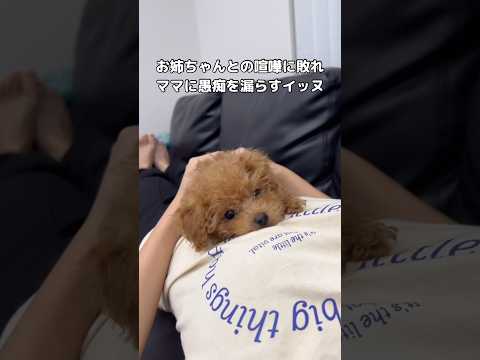 最後の方会話みたいになってるww トイプードル 喧嘩 shorts