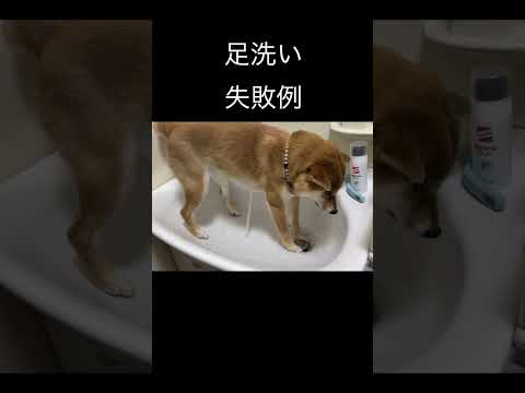 足洗い失敗例 柴犬 shibainu 癒し サムネイル