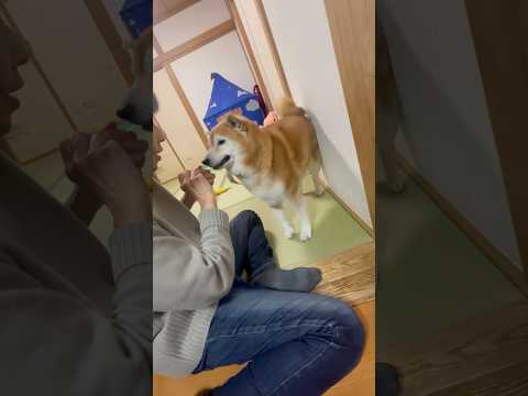 柴犬福 母に歯ブラシ短いと言われ荒れる柴犬🤣Bad boy🤣shorts funny funnydog 柴犬 dogs… サムネイル