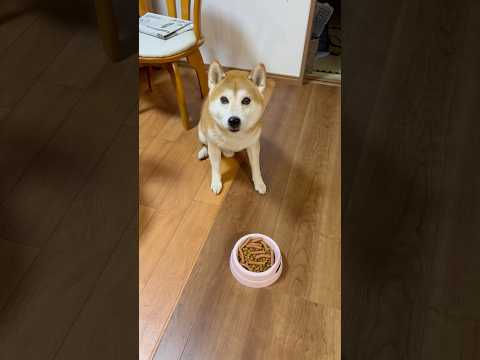 よろこんで 柴犬タロウ 柴犬 しばわんこ しばいぬ shibainu