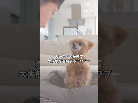 ミックス犬の大好きな人が来たら大失態を連発し、父ちゃんは卒倒しそうです チワプー ミックス犬 チワワ shorts サムネイル