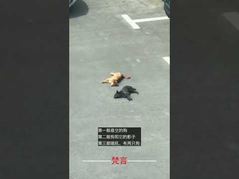 第一眼懸空的狗 第二眼狗和它的影子 第三眼哦豁有兩隻狗 意外 有趣 萬萬沒想到 狗狗 amazing funny do… サムネイル