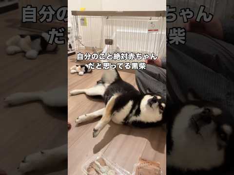 人間齢で35歳くらいなのにまだ自分を赤ちゃんと思い込んでる柴犬 柴犬 黒柴 柴犬のいる暮らし shorts サムネイル