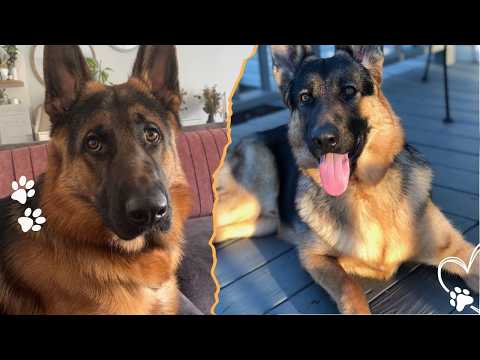 Why German Shepherds Think Like Working Dogs, Not Pets サムネイル