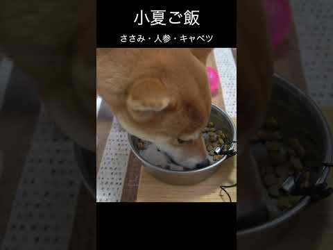 小夏ご飯 ささみ・人参・キャベツ 柴犬 shibainu 癒し サムネイル