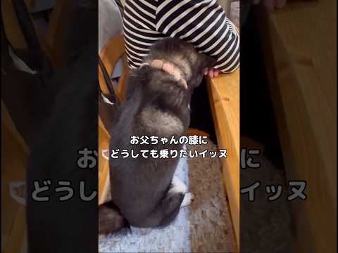 お父ちゃんの膝にどうしても乗りたくてめちゃくちゃ辛そうな声で鳴き声上げるイッヌ 黒柴 柴犬 柴犬のいる暮らし 豆柴 サムネイル
