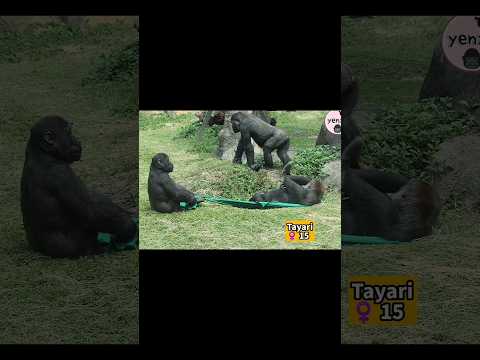Gorilla got the cloth or not？gorillatag taipeizoo 金金剛猩猩 台北市…