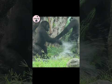 Gorilla splashed water to chase them away🤣 gorillatag taipe…