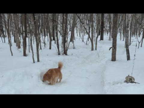 ミントの大冒険 がライブ配信中！ サムネイル