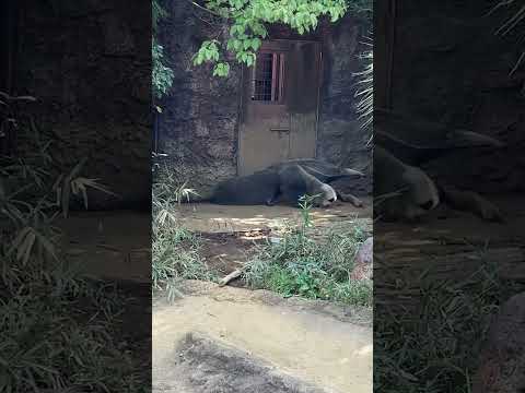 【よこはま動物園ズーラシア】元気に展示場の中をお散歩！オオアリクイ✨　shorts サムネイル