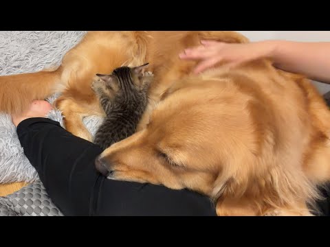 保護した子猫がゴールデンレトリバーを母親だと思い込んで離れません...【ボーダーコリー】