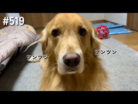 ツンツンさせても戦闘力変わらないモンちゃん【ゴールデンレトリバー】 サムネイル