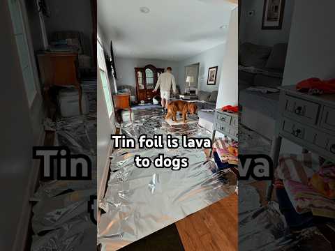 “Tin foil is Lava” -dogs 😂 サムネイル