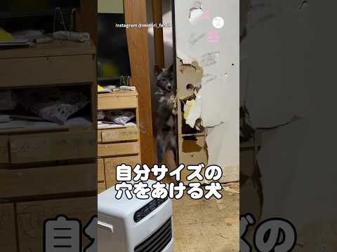 自分サイズの穴をあける秋田犬　保護犬　秋田犬　子犬　かわいい 犬のいる暮らし サムネイル