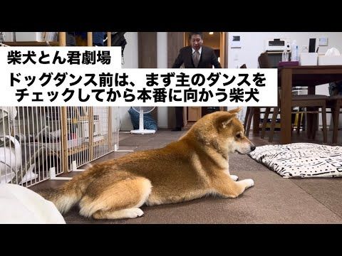 柴犬とん君、しっかりとスマホにどう映っているのかもチェックしてます😆　柴犬　柴犬とん