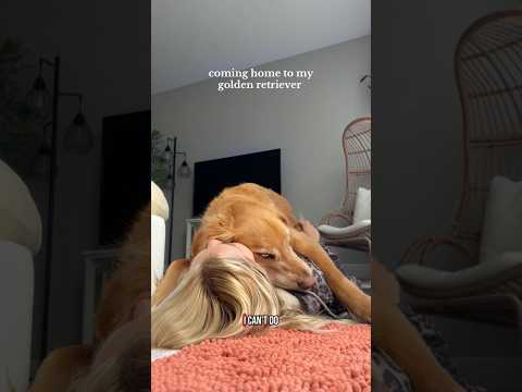 coming home to my golden retriever🥵goldenretreivers dog pup… サムネイル